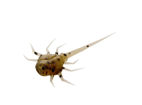 COCCONUT CRAB