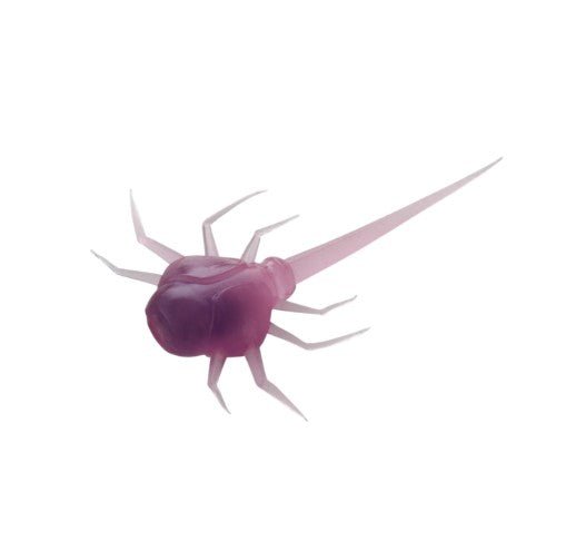 COCCONUT CRAB