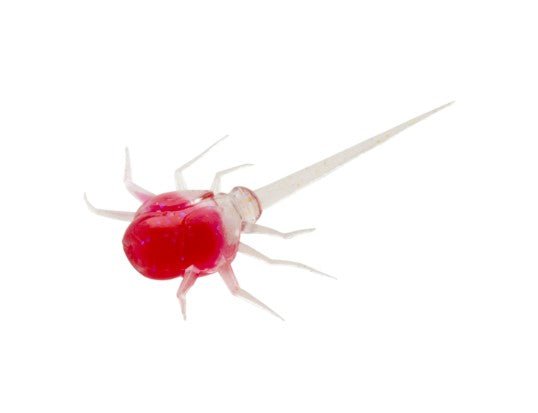 COCCONUT CRAB